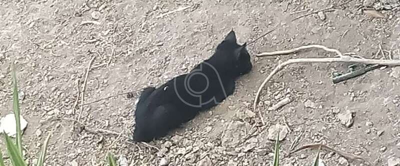 Uno de los gatos envenenados/TA.